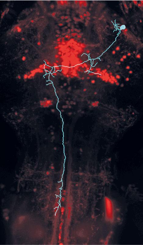 Zebrafish Neurons