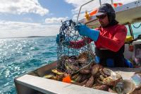MSC Certified Australian Greenlip Abalone