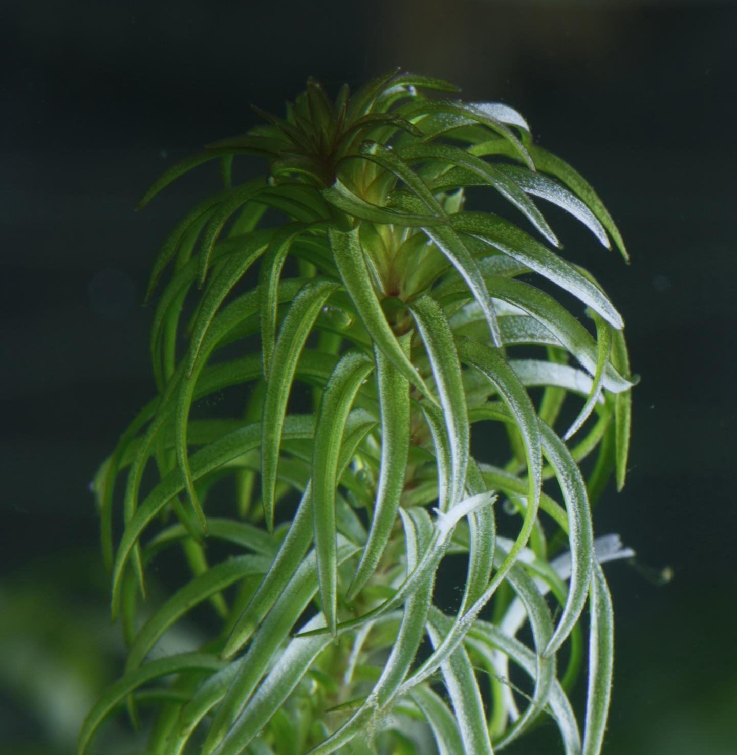 Catchment Geology Rules Freshwater Plant Communities (1 of 14)