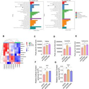 Genetically knockdown of UCP2 up-regulated BCAA in acute myeloid leukemia.