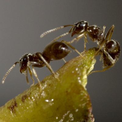 Lasius Neglectus