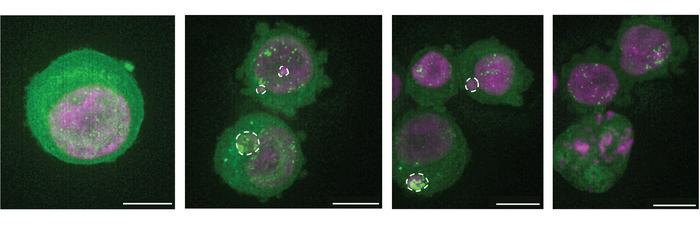 Cell containing micronuclei