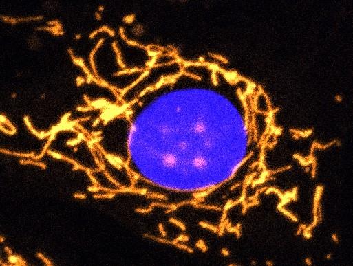 Well connected mitochondrion