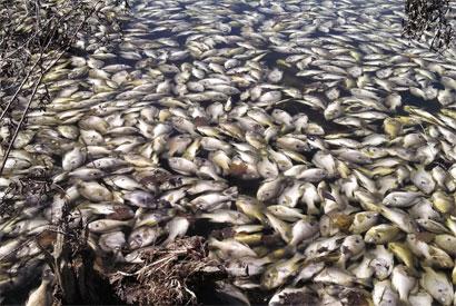 Dead Fish