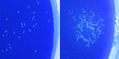 Two Blue Worms