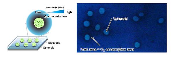 Novel Imaging Method to Visualize Respiratory Activity of 3D Tissue Models 2021-04-23