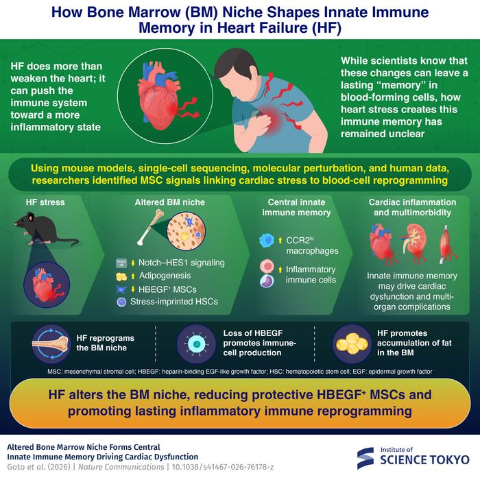 How the Bone Marrow (BM) Niche Shapes Immune Memory in Heart Failure