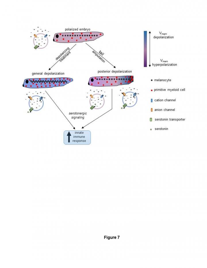 Bioelectricity Boosts Immunity