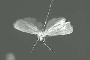 Female specimen of the greater wax moth