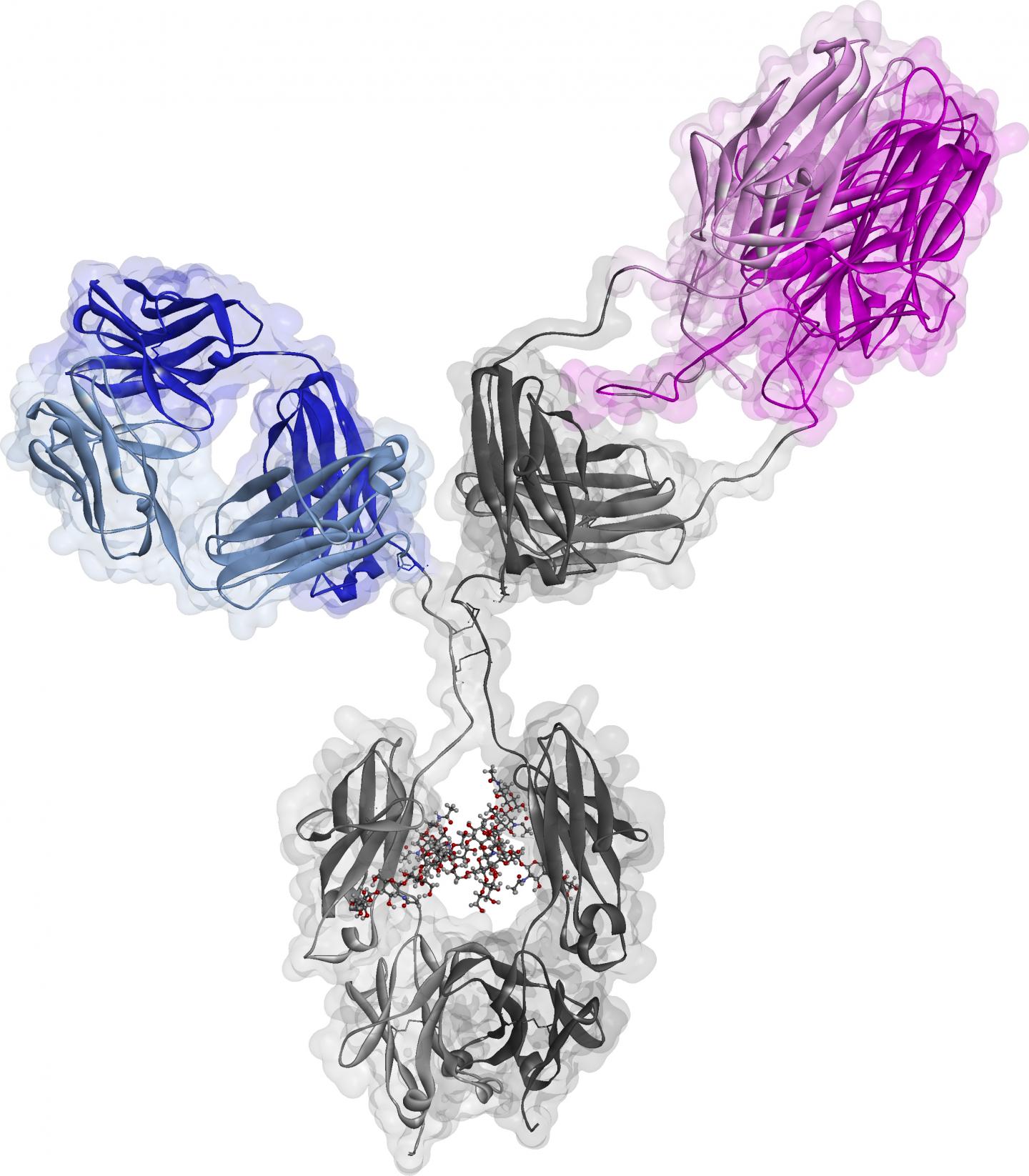 In Mice, a Rebooted Immunotherapy Safely Links T Cells to their Tumor Targets (1 of 5)
