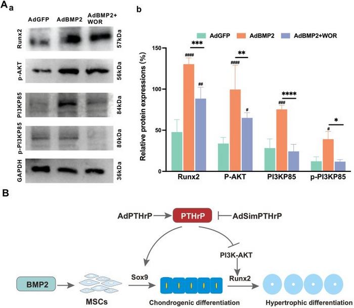 PI3K–AKT signaling mediates BMP2-induced hypertrophic differentiation that is inhibited by PTHrP