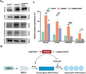 PI3K–AKT signaling mediates BMP2-induced hypertrophic differentiation that is inhibited by PTHrP