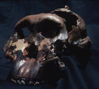 Skull of 'Nutcracker Man' or <i>Paranthropus boisei</i>