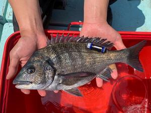 A black sea bream tagged with an ultrasonic transmitter