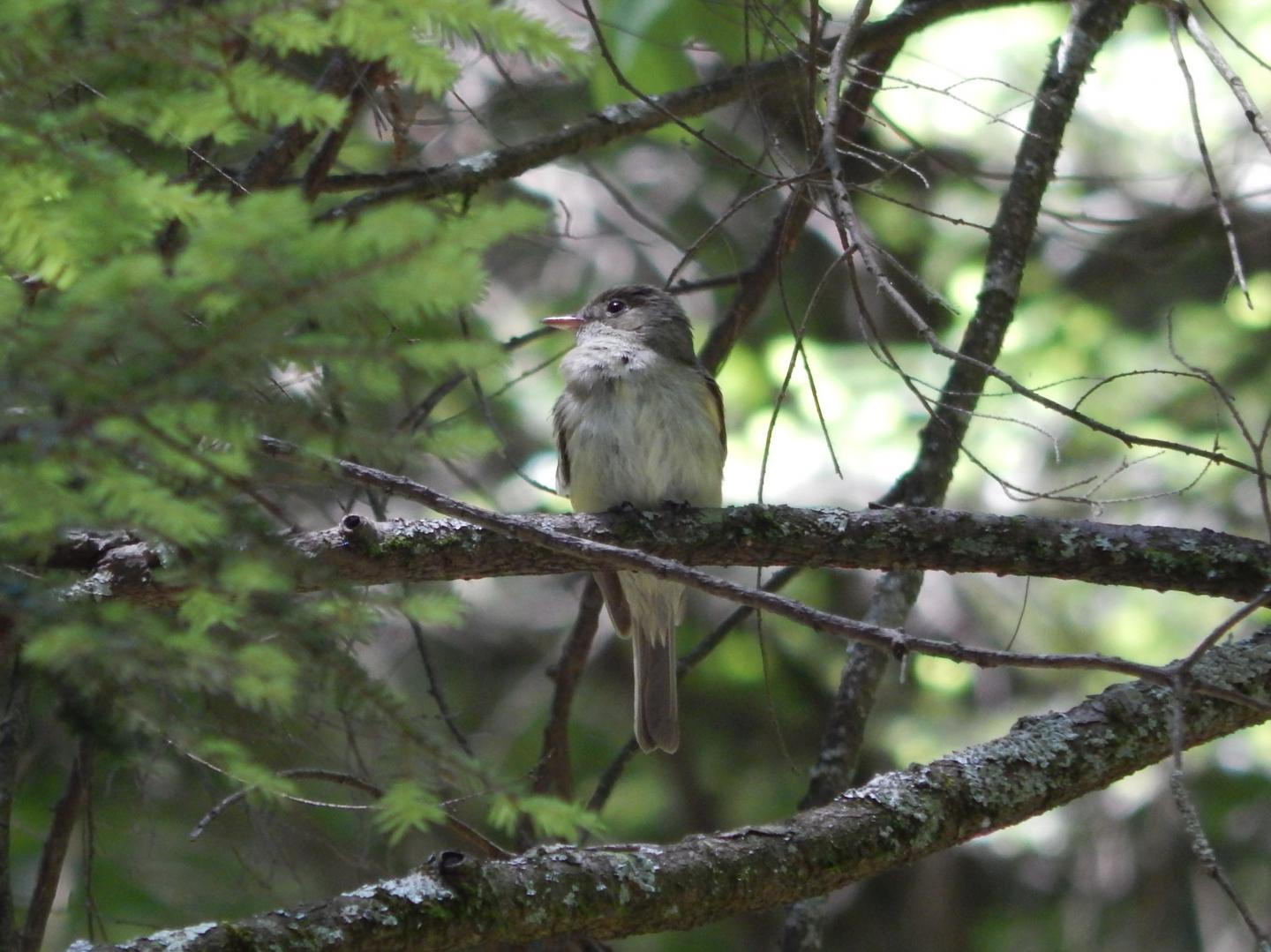 Acadian Flycatcher