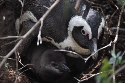 Only 1 Penguin Species Lives in Africa Today