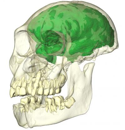 The Brain Endocast