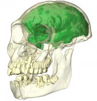 The Brain Endocast