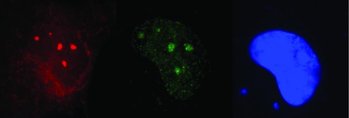 Visualization of the DNA repair proteins