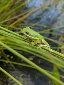 Green Tree Frog