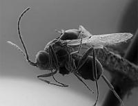 <i>Phaenoglyphis kenaii</i> Ferrer-Suay & Pujade-Villar