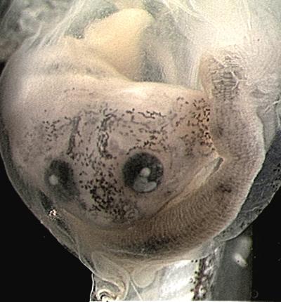 Budgett's Tadpole