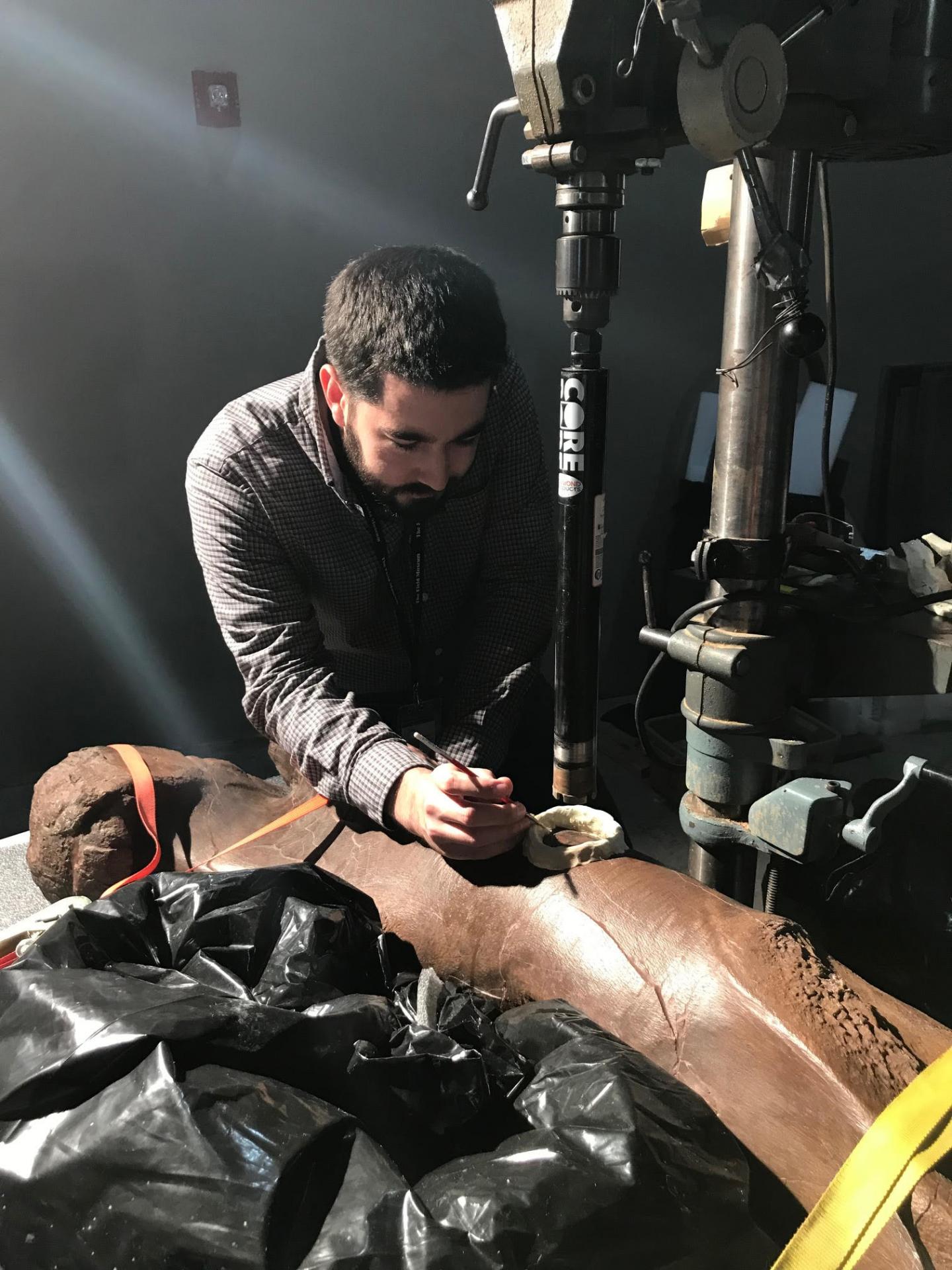 Coring SUE's Femur