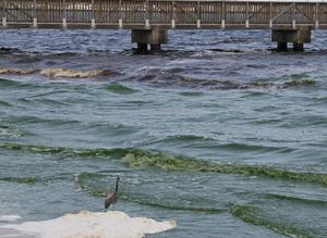 Florida's Indian River Lagoon