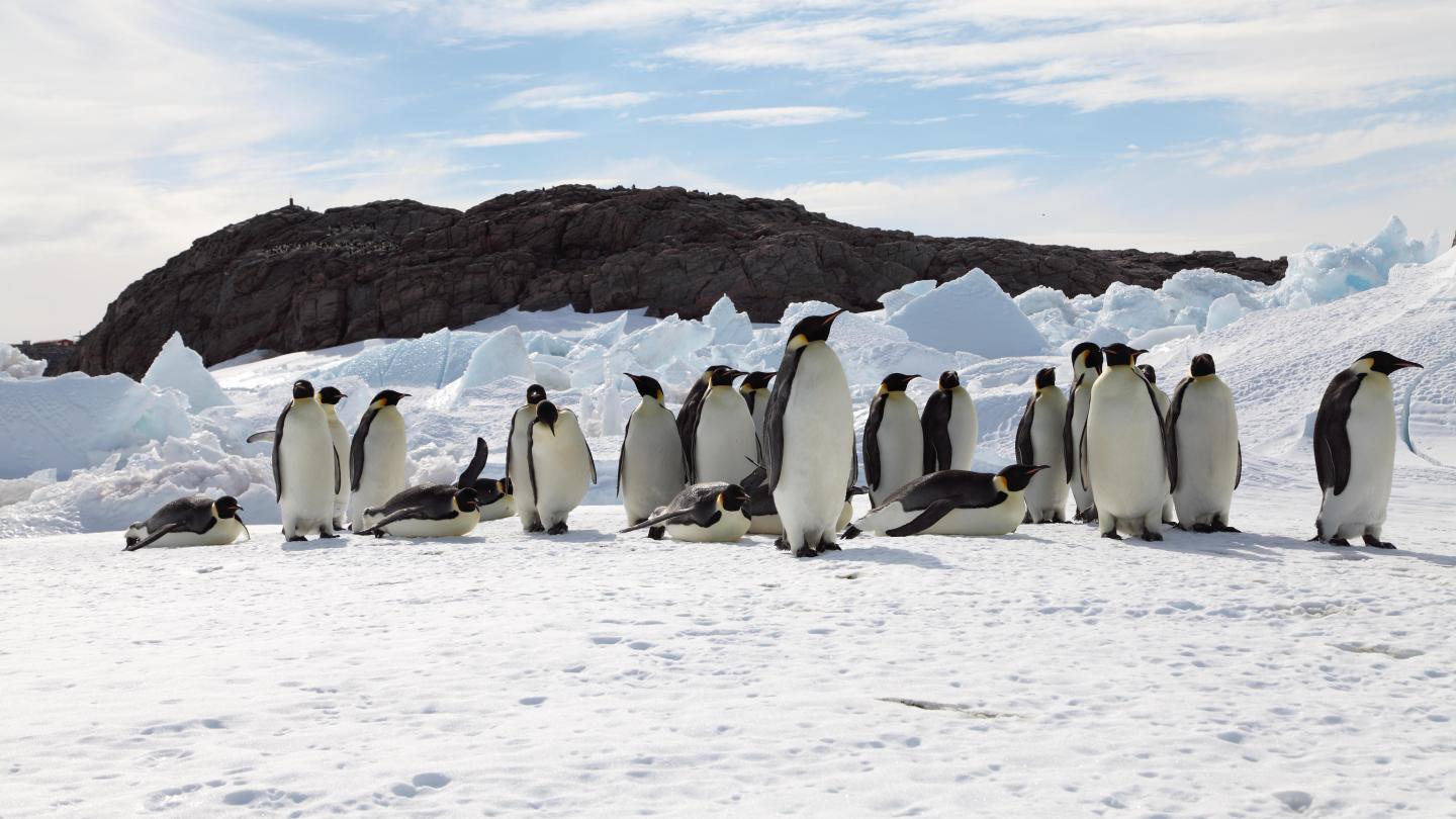 Emperor Penguins