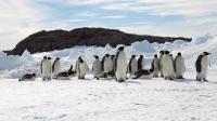 Emperor Penguins