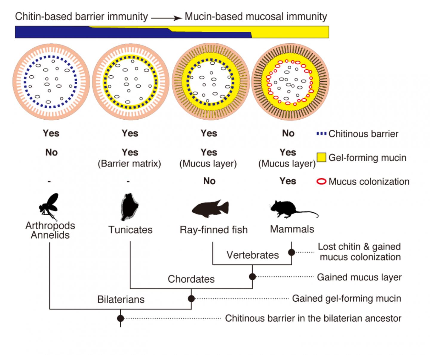 Chitin Gut Diagrams