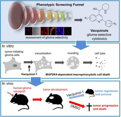 Graphical Abstract Ernfors Paper in <em>Cell</em>