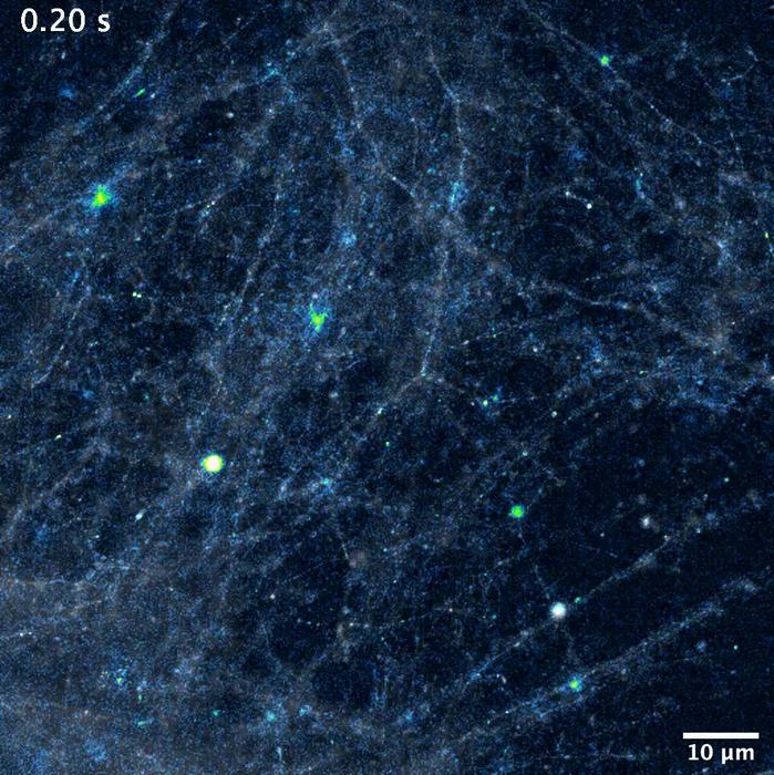 Neuronal Communications