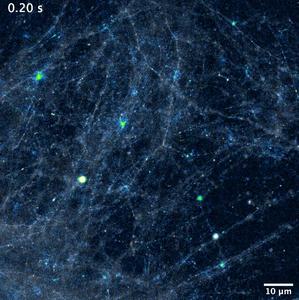 Neuronal Communications