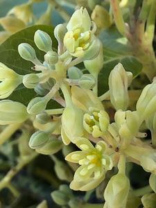 Female and male flowers