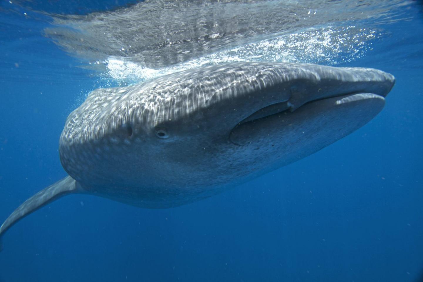 Whale Shark