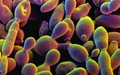Each Bow-tie Shaped Yeast Chromosome has 2 So-called Arms