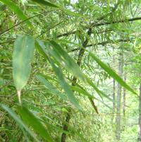Bamboo Close-up