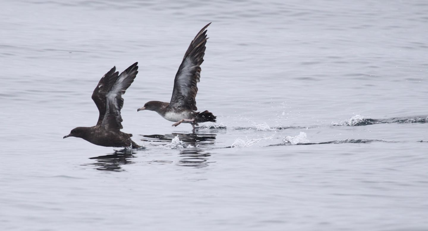 A Couple of Seabirds