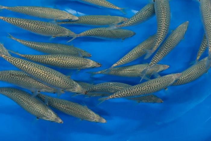 Chub mackerel