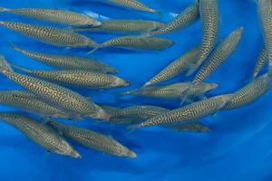 Chub mackerel