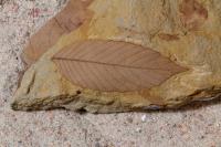 Meteorite impact and forest recovery after K-Pg extinction