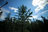 Black Spruce