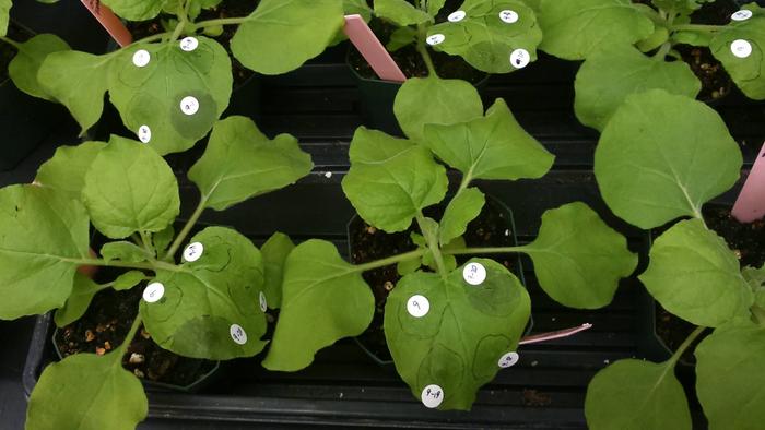 Nicotiana benthamiana