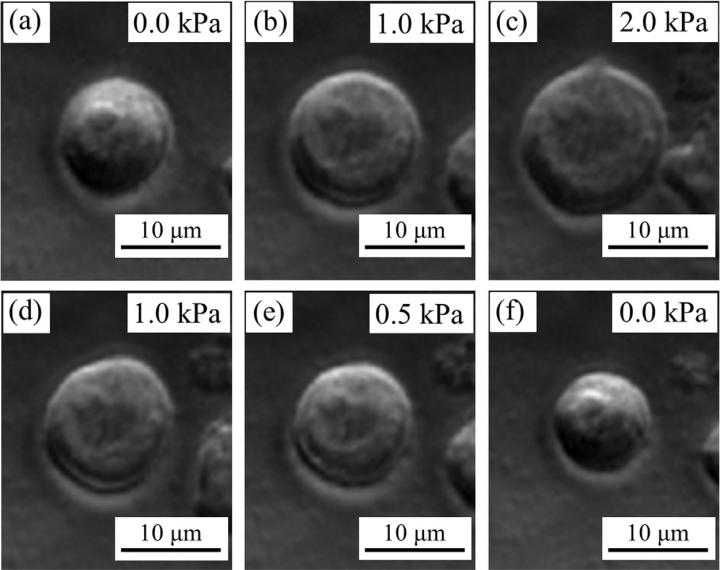 Images of Cell Compression by a New Cell Compresion Microdevice
