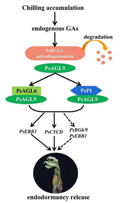A model of the facilitation of endodormancy release by PsAGL9 in tree peony.