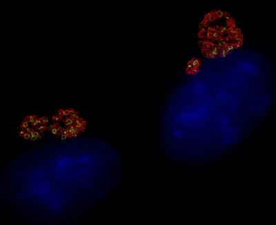 Cell Wall Labeling