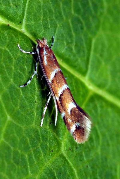 The <I>Cameraria ohridella</i> bug