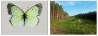 Colias palaeno, male, vicinity of Ozerki village, Talmenskiy district, Altai region, Russia