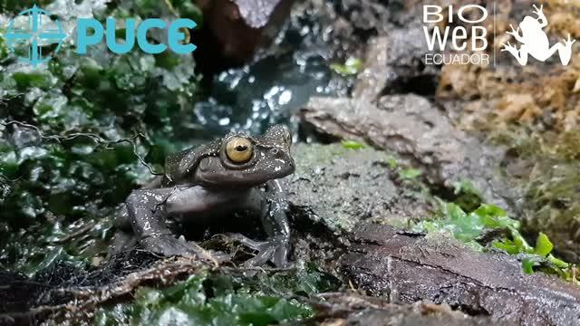 <em>Hyloscirtus hillisi</em> (2 of 2)